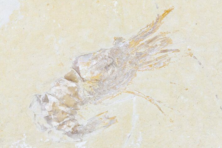 Cretaceous Fossil Shrimp - Lebanon #173360